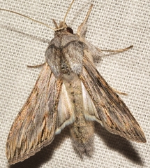 Cucullia achilleae