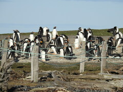 Aptenodytes patagonicus