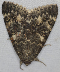 Catocala californica