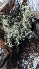 Usnea strigosa