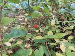 Lonicera periclymenum