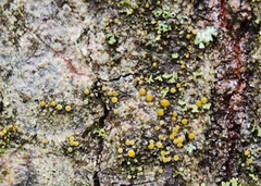 Caloplaca cerina