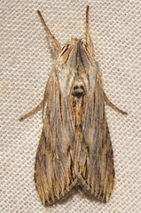 Cucullia achilleae