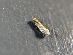 Monopis crocicapitella