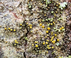 Caloplaca cerina