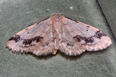 Idaea trigeminata
