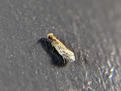 Monopis crocicapitella