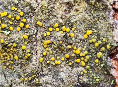 Caloplaca cerina