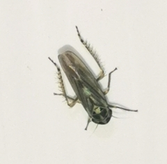 Macrosteles