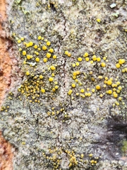Caloplaca cerina