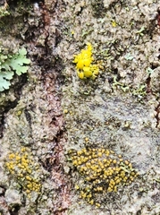 Caloplaca cerina