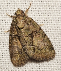 Cryphia pallida