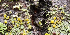 Caloplaca cerina