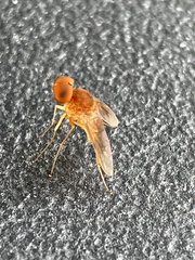 Chrysopilus quadratus