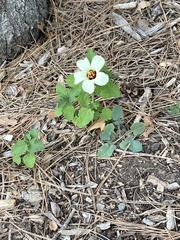 Hibiscus trionum