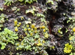 Caloplaca cerina
