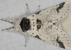 Furcula scolopendrina