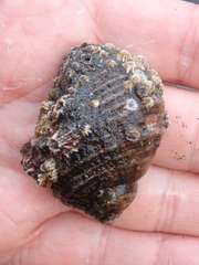 Nucella