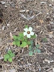 Hibiscus trionum