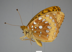 Speyeria cybele pseudocarpenteri