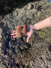 Aplidium californicum