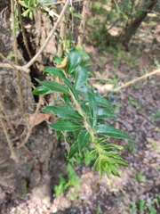 Archidasyphyllum excelsum