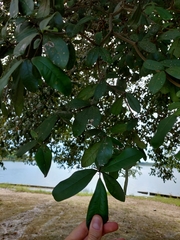Terminalia buceras