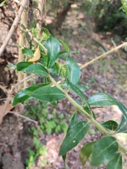 Archidasyphyllum excelsum