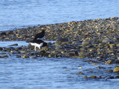 Haematopus leucopodus