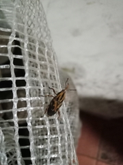 Metamasius hemipterus