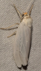 Coscinia chrysocephala