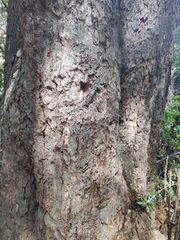 Archidasyphyllum excelsum