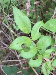 Rosa multiflora