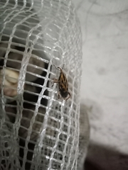 Metamasius hemipterus