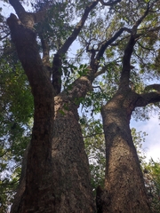 Archidasyphyllum excelsum