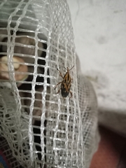 Metamasius hemipterus