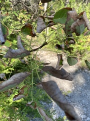 Fraxinus albicans