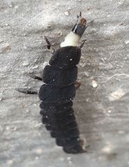 Nyctophila reichii