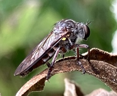 Heteropogon macerinus