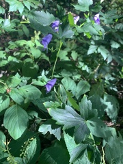 Aconitum uncinatum
