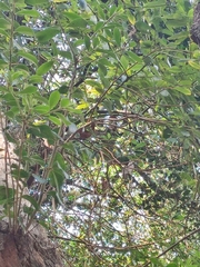 Archidasyphyllum excelsum