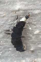 Nyctophila reichii