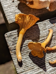 Craterellus ignicolor