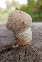 Hemipholiota populnea