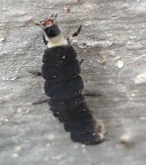 Nyctophila reichii