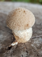 Hemipholiota populnea