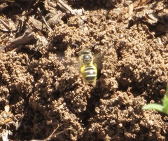 Halictus ligatus