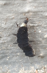 Nyctophila reichii