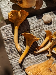 Craterellus ignicolor