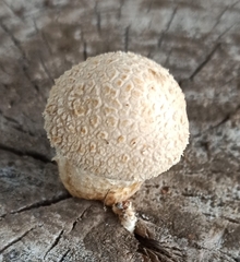 Hemipholiota populnea